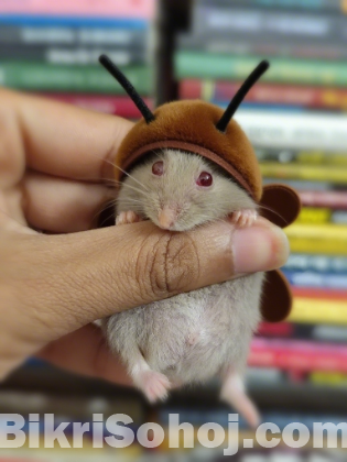 Male Campbell Dwarf Hamster